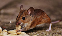 24 Hour & Emergency Exterminators in Eagleswood Township, NJ